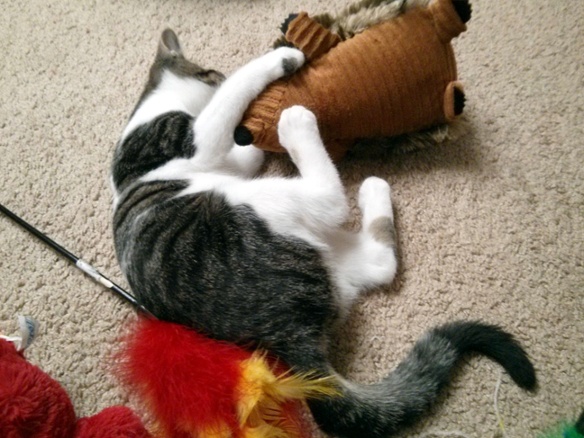 cat with stuffed animal