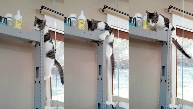 cat climbing up desk