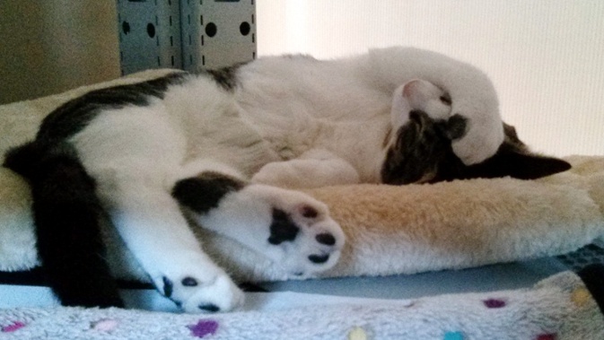 cat sleeping with arm on face