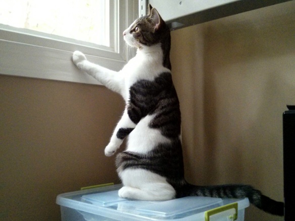 cat watching birds