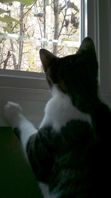 cat watching titmouse