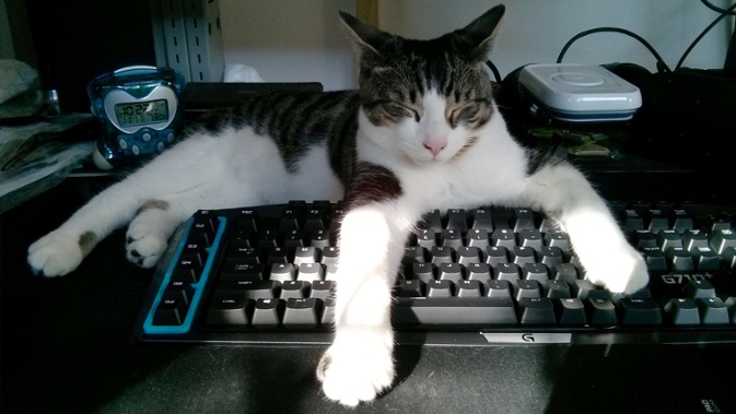 keyboard cat