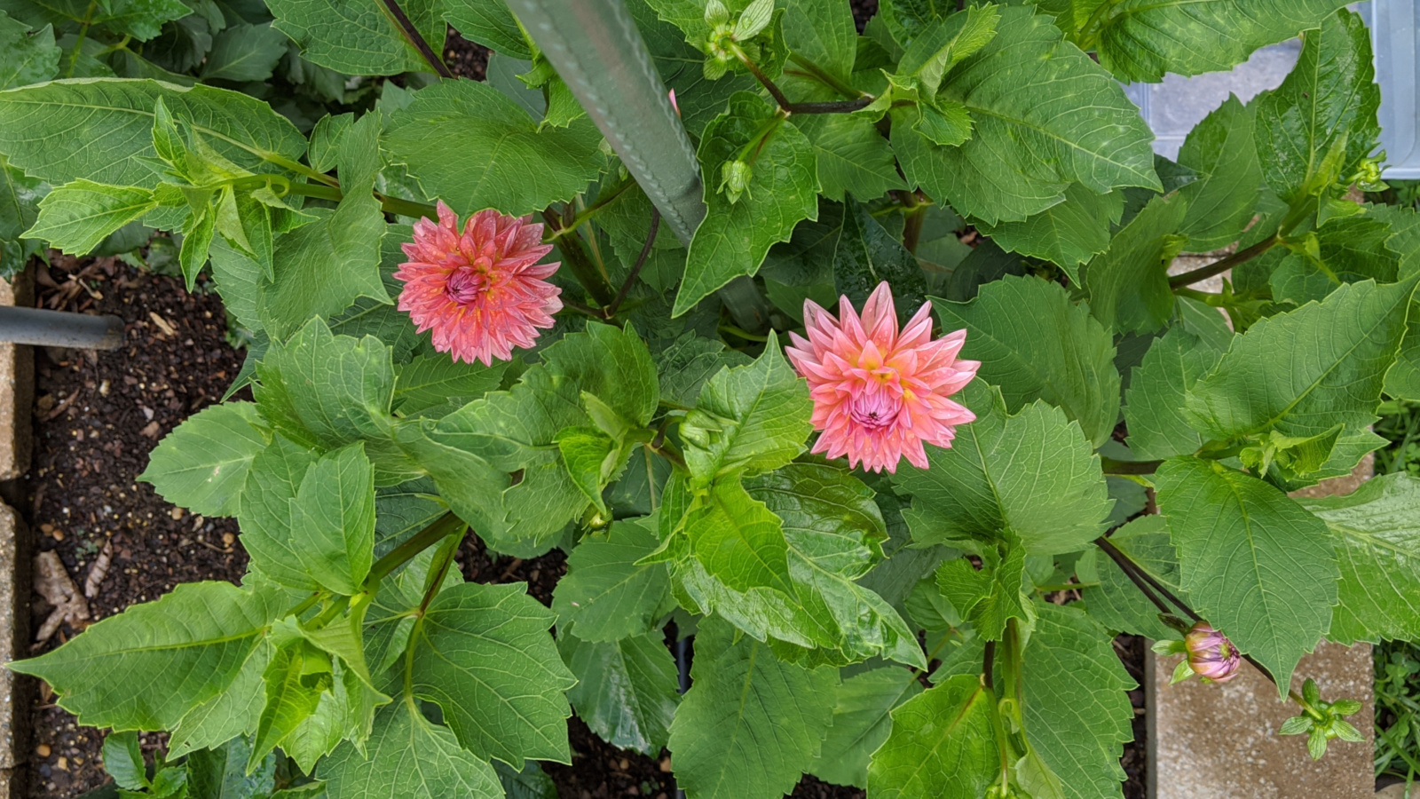 Jitterbug blooming