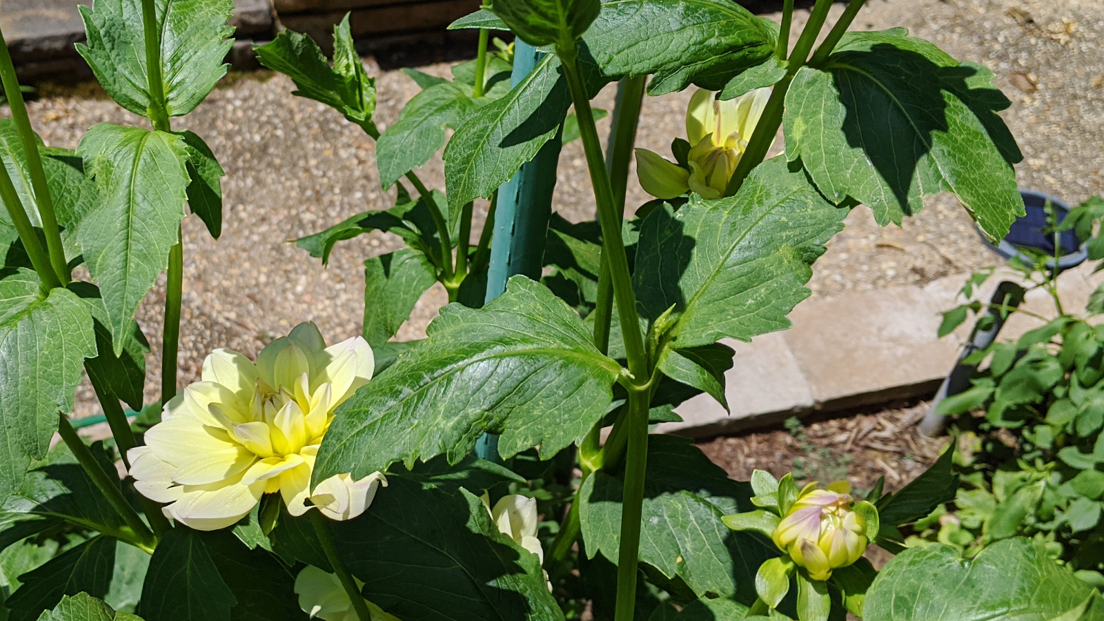 Lemonade blooming