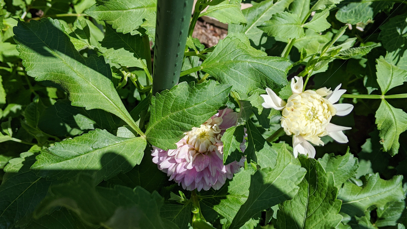 Fluffles blooming