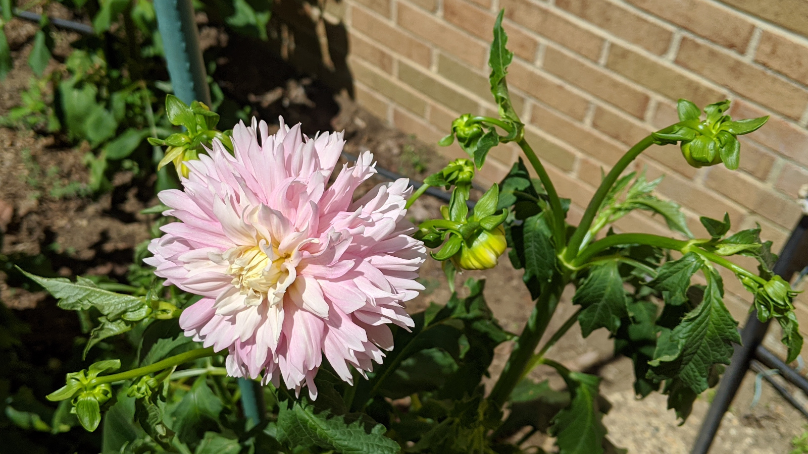 Chilson's Pride blooming