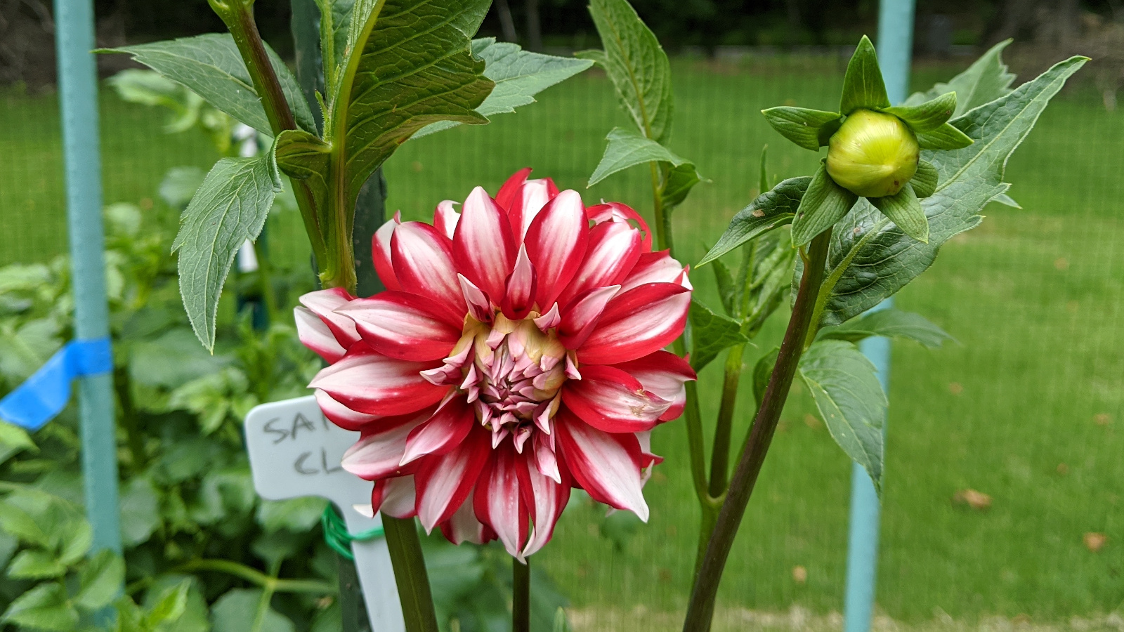 Santa Claus blooming