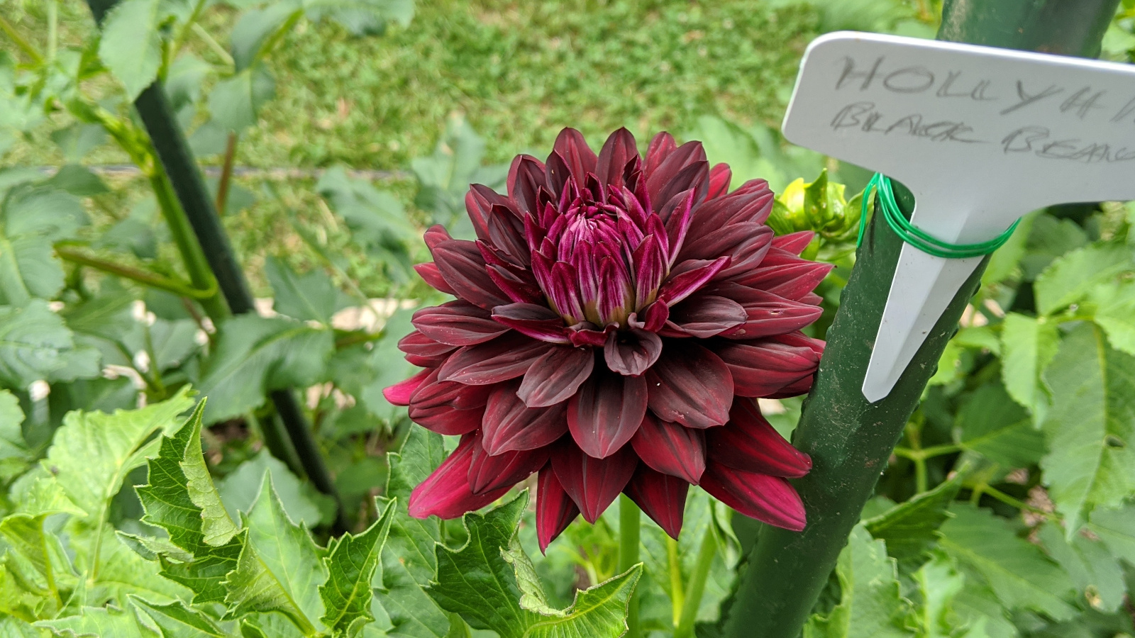 Hollyhill Black Beauty blooming