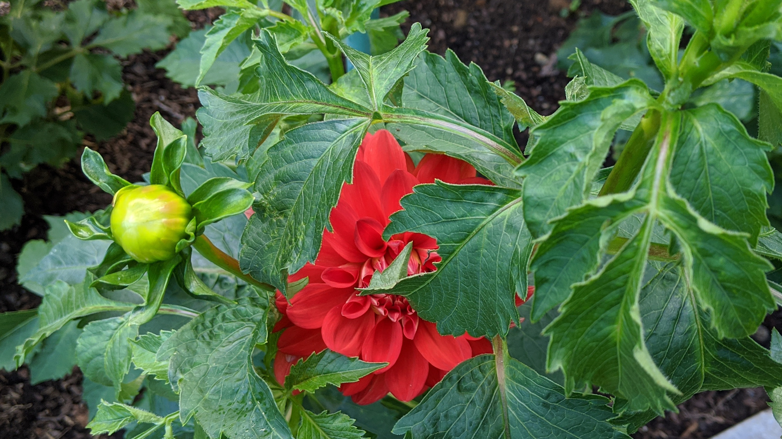 Swan's Olympic Flame blooming