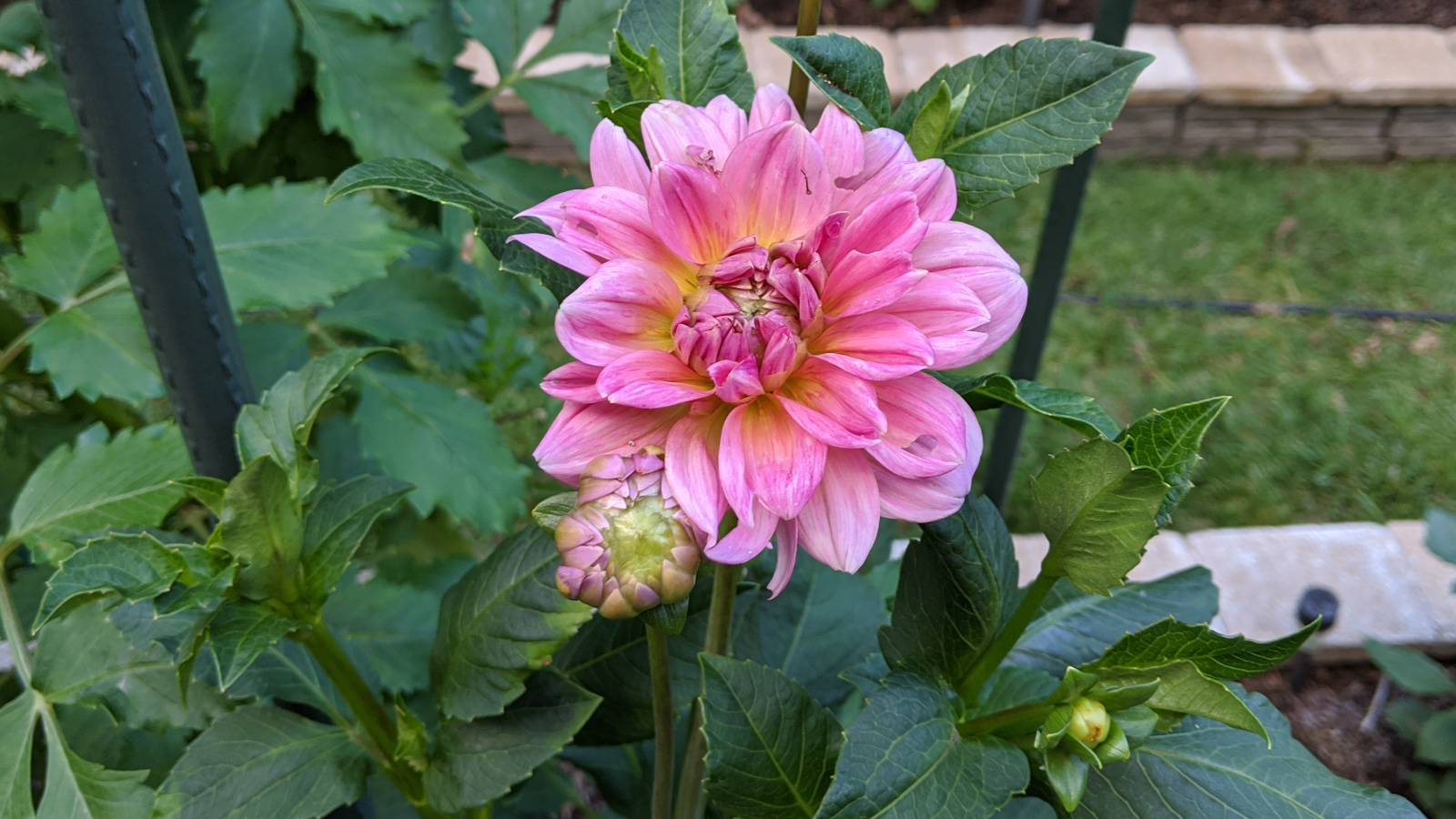 Southern Belle blooming