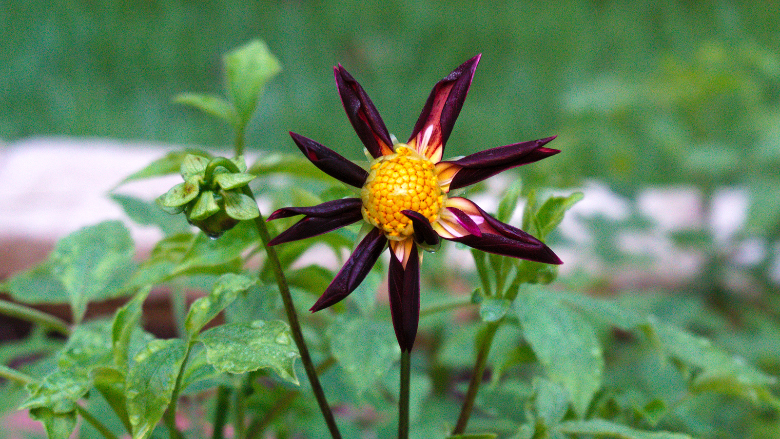 Tahoma Moonshot blooming