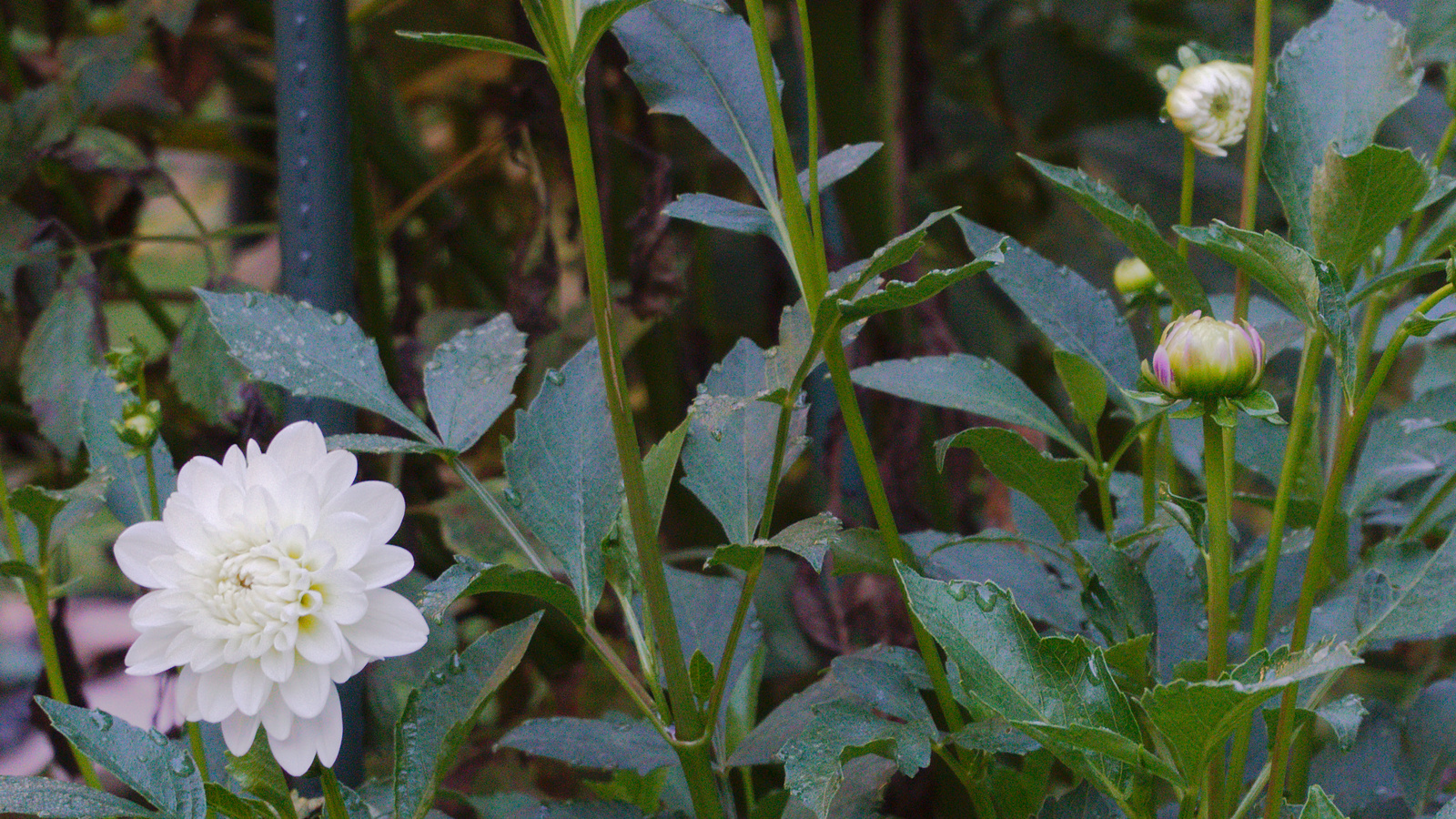 Bride To Be blooming