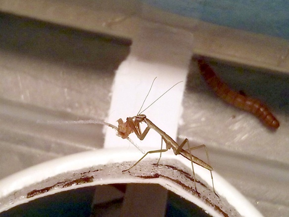 mantis with food on string