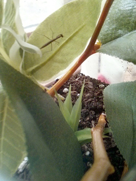 mantis inside terrarium