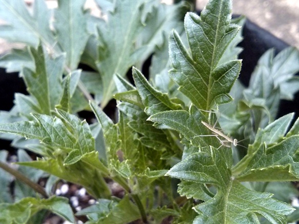 mantids on dahlia