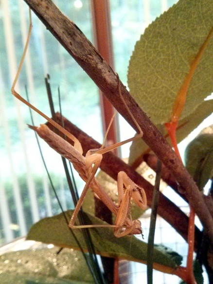 l6 mantis cleaning foot