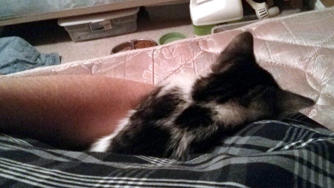 kitten sleeping on arm