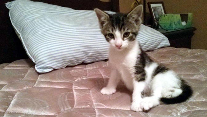 kitten on bed