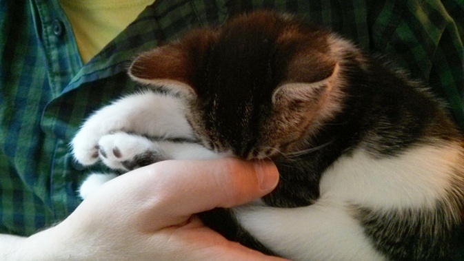 kitten sleeping in hand