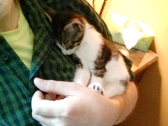 kitten sleeping on arm