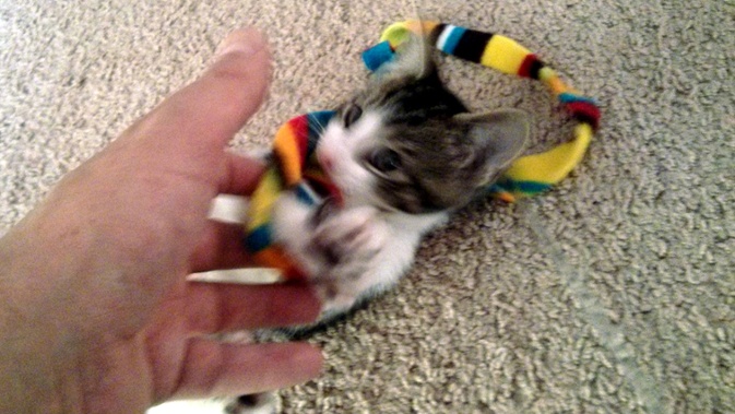 kitten playing