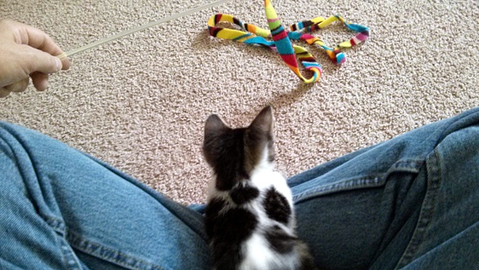 kitten watching toy