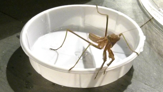 l7 mantis in dish