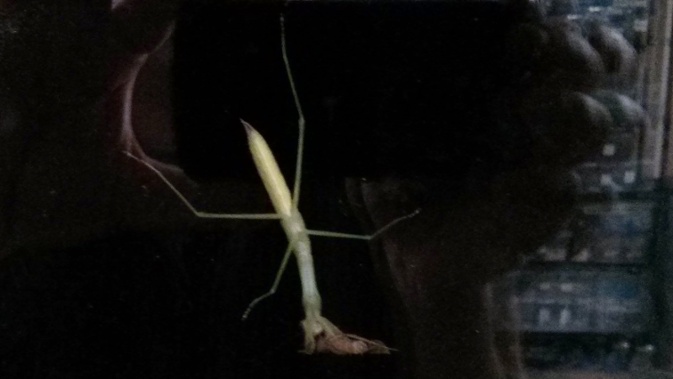 wild mantis eating moth on patio door