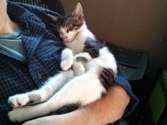 kitten sleeping on chest