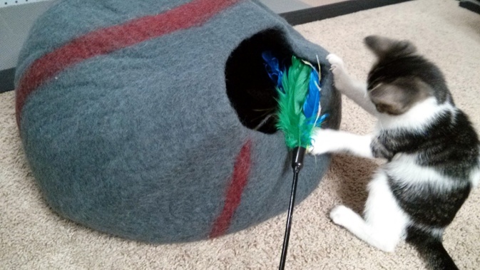 kitten playing with bed