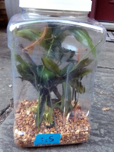 l7 mantis in container