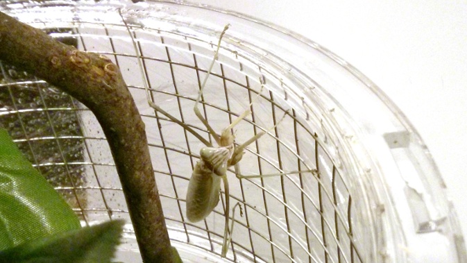 l8 mantis on cage
