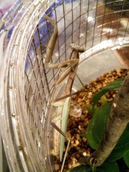 l8 mantis cleaning foot