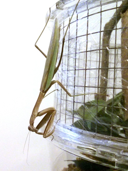 l8 mantis outside cage