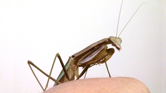 l8 mantis