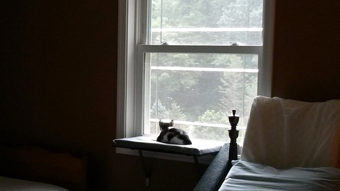 cat looking out window
