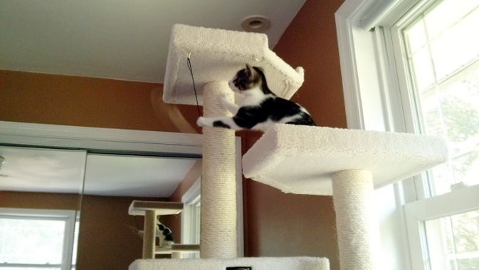 playing on cat tree