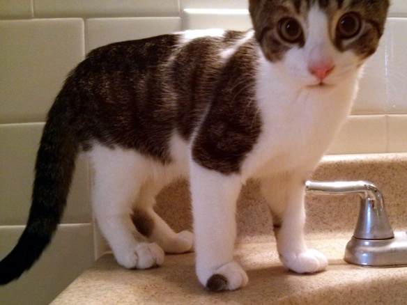 cat at bathroom sink