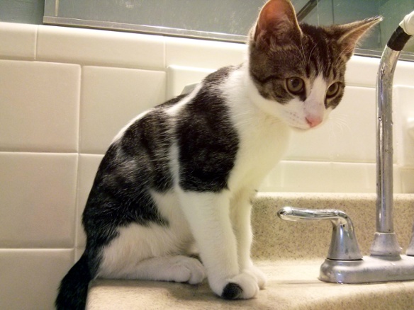 cat at bathroom sink