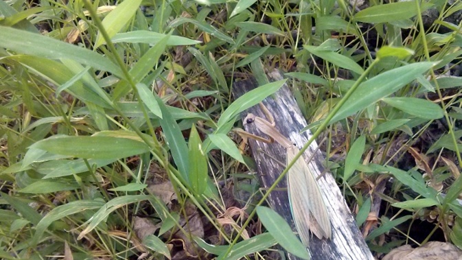 l8 mantis in grass