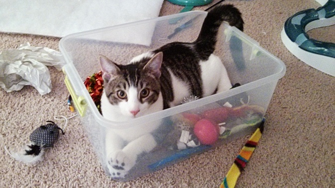cat in toy box