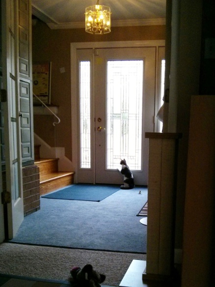 cat at door watching bird feeder