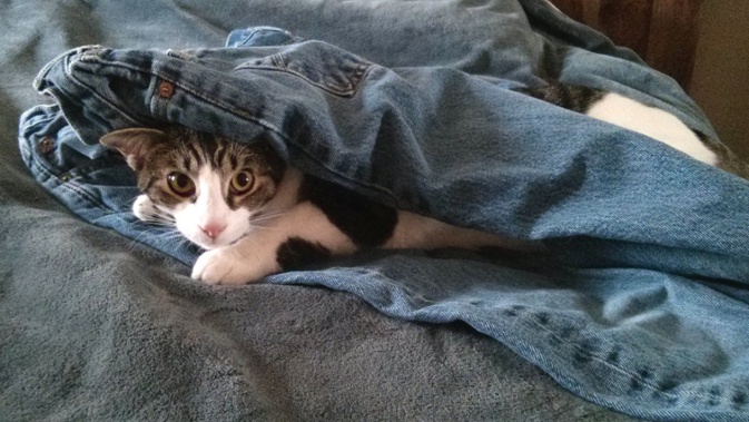 cat in jeans on bed