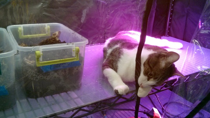 cat on plant shelf