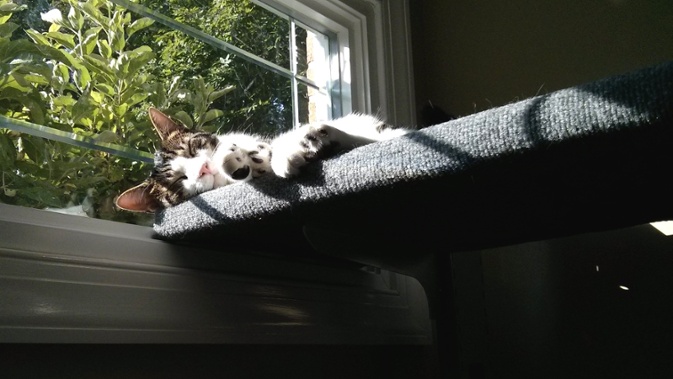 cat sleeping on window shelf