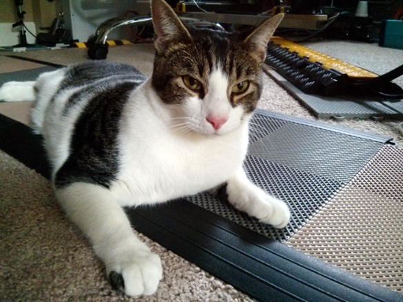 cat sitting on plastic tiles