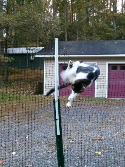 cat climbing over fence
