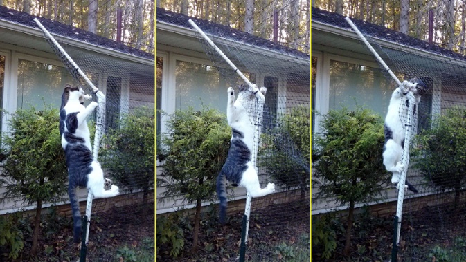 cat attempts to climb improved fence