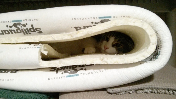 cat in padding