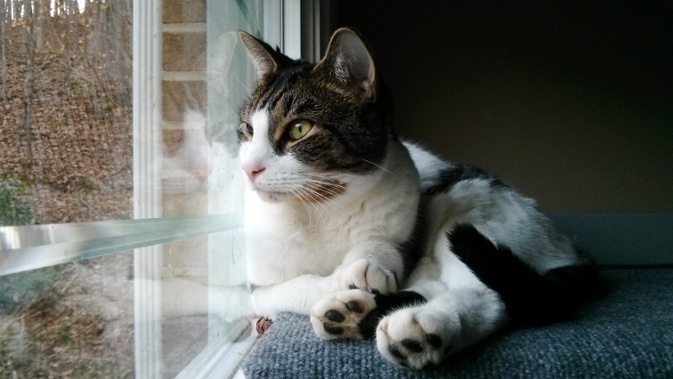 cat leaning against window